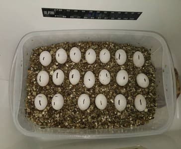 bartagame eier ausbrüten