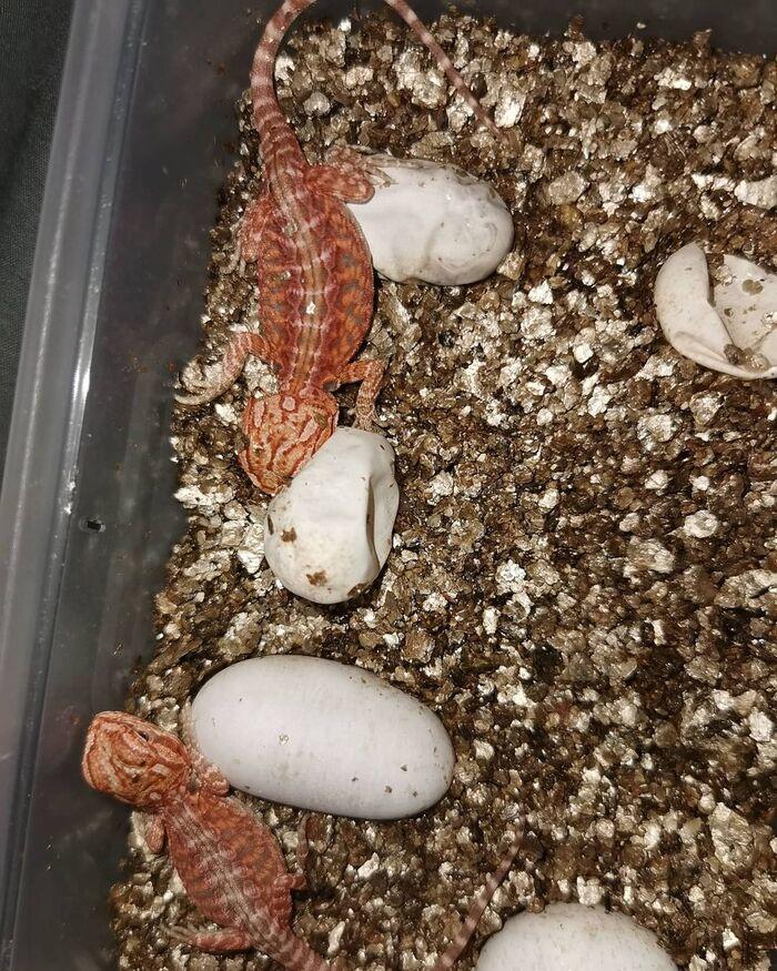 inkubator reptilien kaufen