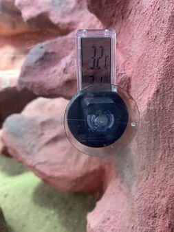 terrarium thermometer